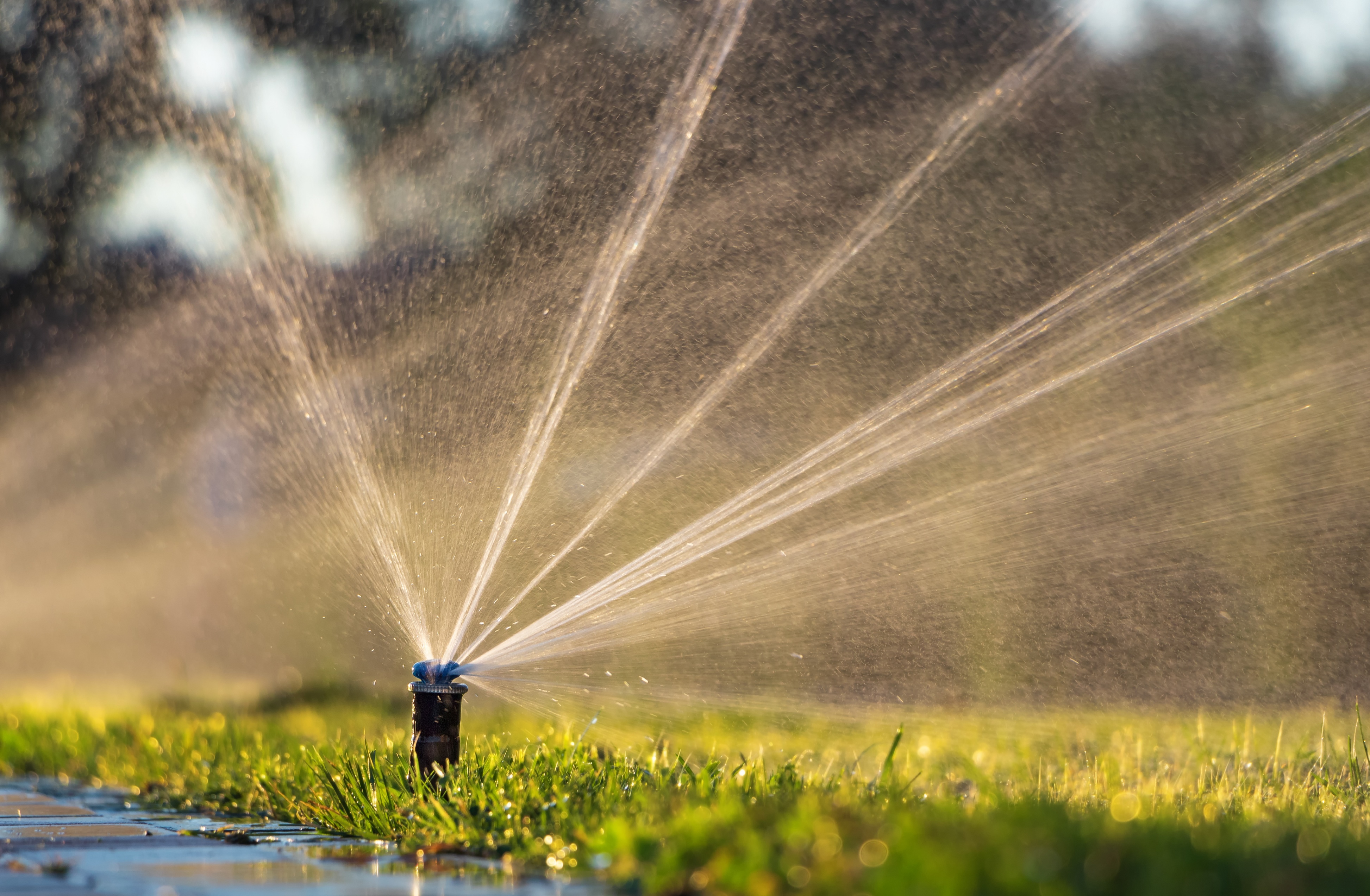 Irrigation repair service — reticulation sprinkler watering Perth lawn at golden hour