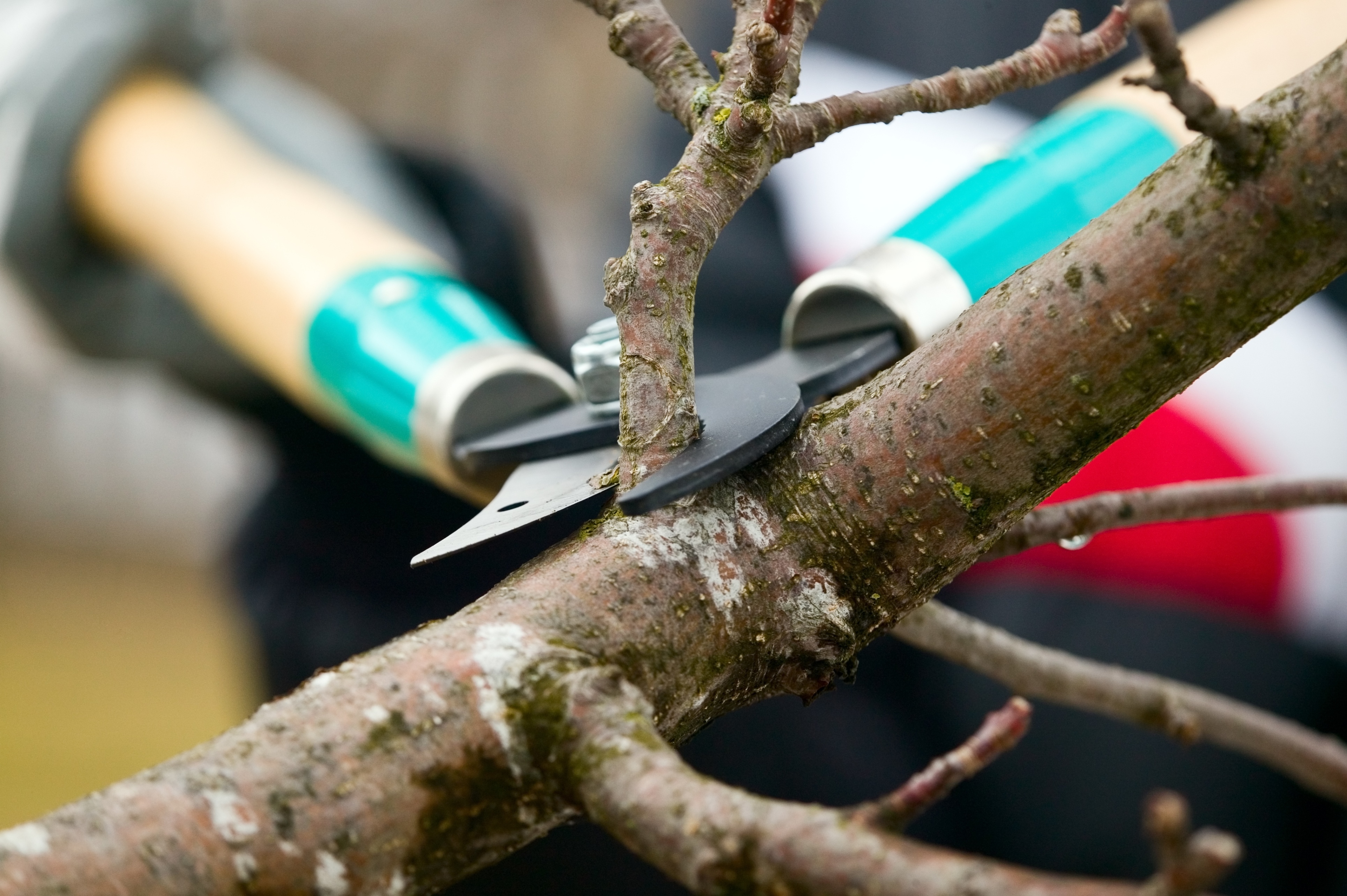 Tree trimming service — precision pruning with secateurs in Perth