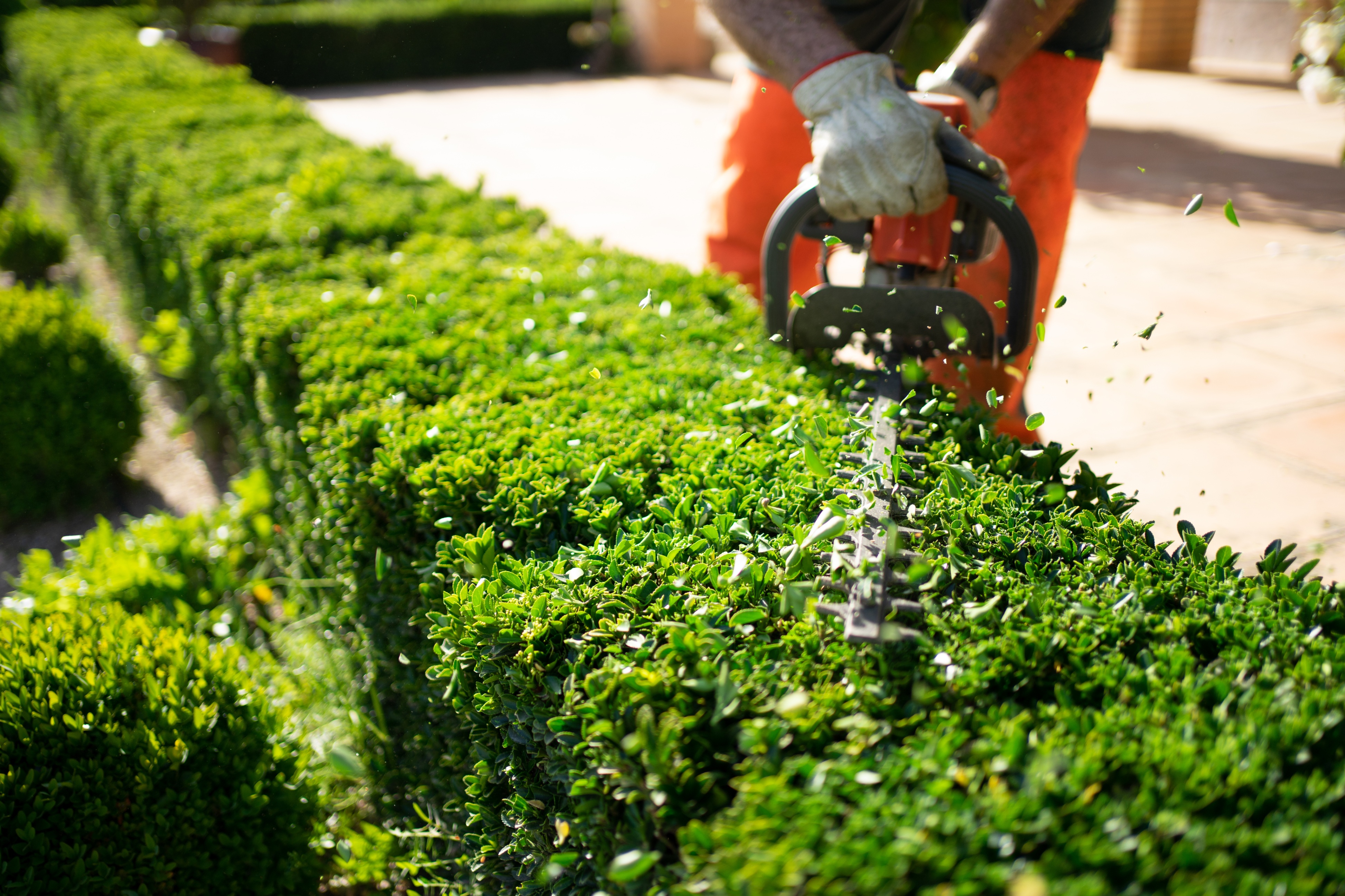 Yard cleanup service — box hedge trimming and garden tidy-up in Perth